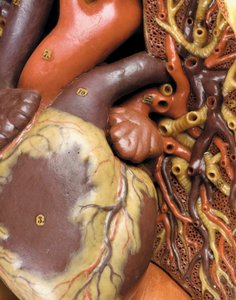 Detalje af en mandlig anatomisk ecorche-model, der viser muskler, arterier og vener, cirkulationen og nervesystemet af Gustav Zeiller