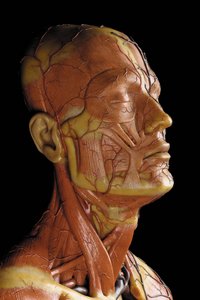 Detalje af en mandlig anatomisk ecorche-model, der viser muskler, arterier og vener, kredsløbet og nervesystemet (voks) (se også 469823 til 469827) af Gustav Zeiller
