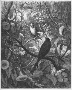 Philomele og Progne - fra "Fables" af Jean de La Fontaine af Gustave Dore