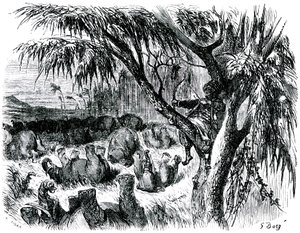 Sømanden Sindbad (Sinbad) - fortællingen om de tusind og en (1001) nat - illustration af Gustave Dore - udgave Maxwell 1865 - Syvende rejse: Sindbad sidder i et træ og trækker med sin bue i elefanter. af Gustave Dore
