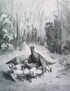 Lærkens fabel, hendes unge og markens mester, illustration til fabler af La Fontaine rnrn af Gustave Dore