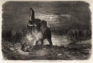 Jægeren overrasket af en elefant, nær Lake Ngami (Botswana), tegning af Gustave dore (1832-1883), for at illustrere Charles Jean Andersons eventyr og jagter i det sydlige Afrika. Indgravering i "" Le tour du monde, nouveau journal des voyages"" Paris af Gustave Dore