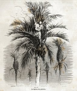 Ligeringen af palmerne i Elche, med det formål at bevare hvidheden, for at flette dem, tegning af Gustave Dore (1832-1883), for at illustrere hans rejse til Spanien, i 1862, med Ch. Davillier. Indgravering i "" Le tour du monde"", redigeret af E af Gustave Dore