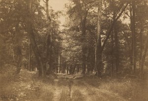 Bas-Bréau, Fontainebleaus skov, 1849-1852. af Gustave Le Gray