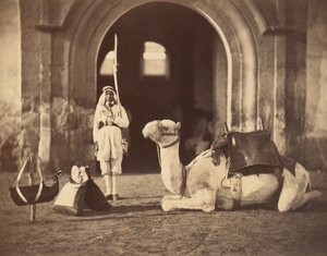 Kamel liggende, ca. 1866 (fotogravure)