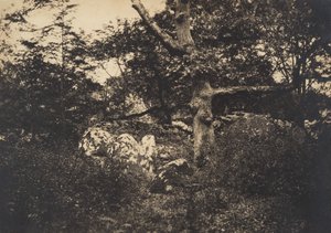 Eg i klipperne ved Fontainebleau, 1849-52. af Gustave Le Gray