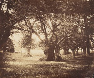 Hult egetræ, Fontainebleau, 1855-57. af Gustave Le Gray
