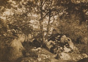 [Egetræ og klipper, Forest of Fontainebleau], 1849-52.