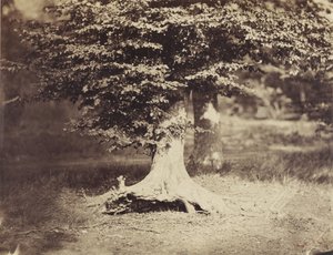 The Beech Tree, ca. 1855-7 (s/h foto) af Gustave Le Gray