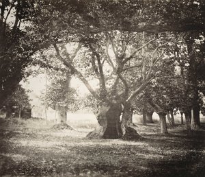Træ, Fontainebleau-skoven af Gustave Le Gray
