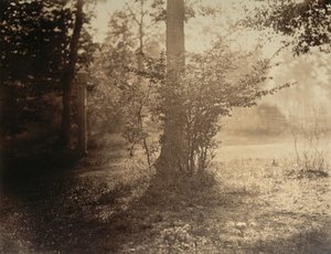 Træstudie, Forest of Fontainebleau, ca. 1856. af Gustave Le Gray