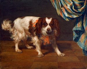 En King Charles Spaniel (olie på panel) af Gysbert van de Kuyl