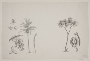 Botanisk blad fra Schouws skrifter af H. C. Henneberg