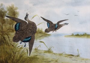 Stillehavs sorte ænder af H. H. Calvert