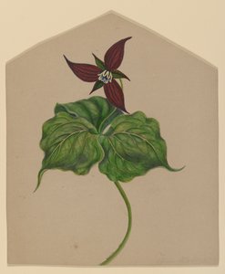 Bourgogne rød blomst af H. Lynde