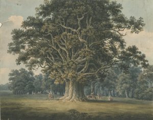 Needwood - Swipcar Oak: akvarelmaleri, og [?begyndelsen af det 19. århundrede] af H Moore