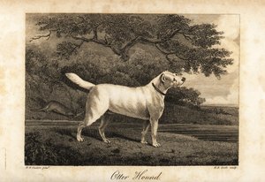 Portræt af den sidste tilbageværende Otter Hound i Storbritannien i 1812, ejet af Hon af H. R. Cook