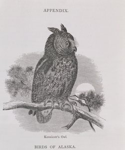 Kennicotts Owl, fra Alaska og dets ressourcer, af William H. Dall, indgraveret af H. H. Nicholls, pub. 1870
