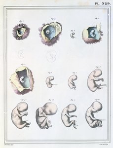 Diagram, der viser stadierne af embryonal udvikling, fra 