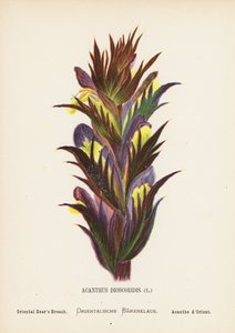 Vilde blomster i det hellige land: Acanthus Dioscoridis; Orientalsk bjørnekløft (koloreret stik) af Hannah Zeller