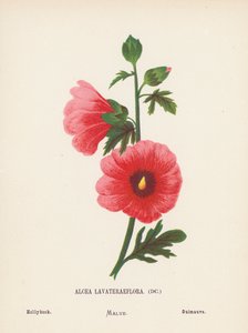 Vilde blomster i det hellige land: Alcea Lavateraeflora; stokrose (koloreret stik) af Hannah Zeller