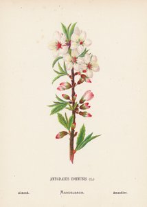 Vilde blomster i Det Hellige Land: Amygdalus Communis; Mandel (koloreret stik) af Hannah Zeller
