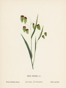 Vilde blomster i det hellige land: Briza Maxima; stort kvækkende græs (farvelagt gravering) af Hannah Zeller