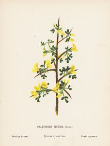 Vilde blomster i det hellige land: Calycotome Spinosa, Link; Stikkende gyvel (koloreret stik) af Hannah Zeller