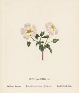 Vilde blomster i det hellige land: Cistus Salvifolius; salviebladet rosenrod (farvelagt kobberstik) af Hannah Zeller