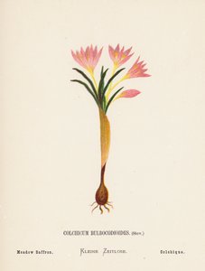 Vilde blomster i det hellige land: Colchicum Bulbocodioides, Stev; Engsafran (farvelagt kobberstik) af Hannah Zeller