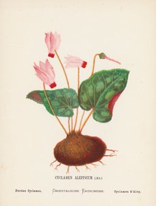 Vilde blomster i det hellige land: Cyclamen Aleppicum, Ait; Persisk cyklamen (koloreret gravure) af Hannah Zeller