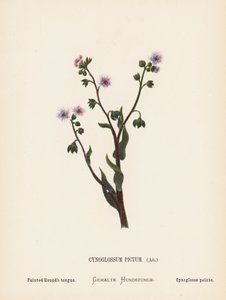 Vilde blomster i Det Hellige Land: Cynoglossum Pictum, Ait; Malet hundetunge (koloreret stik) af Hannah Zeller