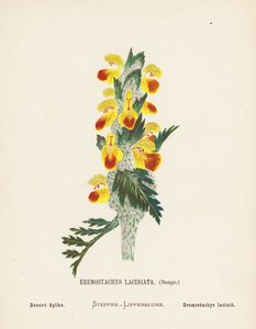 Vilde blomster i det hellige land: Eremostachys Laciniata, Bunge; Ørkenpigge (koloreret stik) af Hannah Zeller