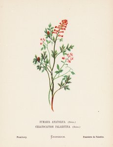 Vilde blomster i Det Hellige Land: Fumaria Anatolica, Boiss, Ceratocapnos Palaestina, Boiss; Fumitory (koloreret stik) af Hannah Zeller