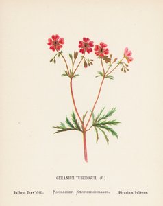 Vilde blomster i det hellige land: Geranium Tuberosum; Løvstikke (farvelagt kobberstik) af Hannah Zeller