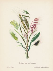 Vilde blomster i det hellige land: Graser des hl Landes; Palestine Grass (koloreret kobberstik) af Hannah Zeller