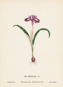 Vilde blomster i Det Hellige Land: Iris Reticulata; Dværgiris (koloreret gravure) af Hannah Zeller