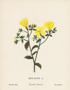 Vilde blomster i det hellige land: Linum Flavum; Gul hør (farvelagt kobberstik) af Hannah Zeller