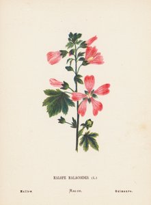 Vilde blomster i det hellige land: Malope Malacoides; Mallow (farvelagt kobberstik) af Hannah Zeller