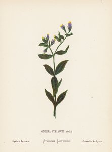 Vilde blomster i det hellige land: Onosma Syriacum; Syrisk onosma (koloreret stik) af Hannah Zeller