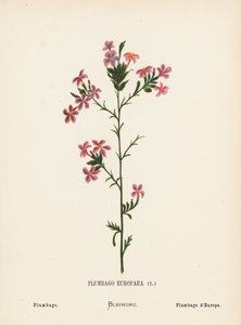 Vilde blomster i det hellige land: Plumbago Europaea; Plumbago (farvet stik) af Hannah Zeller