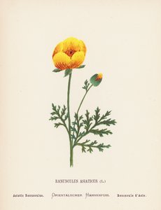 Vilde blomster i det hellige land: Ranunculus Asiaticus; Asiatisk ranunkel (koloreret stik) af Hannah Zeller