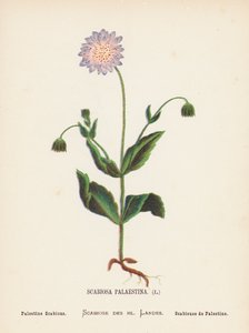 Vilde blomster i det hellige land: Scabiosa Palaestina; Palestine Scabious (farvelagt kobberstik) af Hannah Zeller