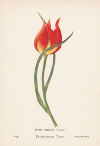 Vilde blomster i det hellige land: Tulipa Praecox, Tenore; Tulipan (koloreret stik) af Hannah Zeller