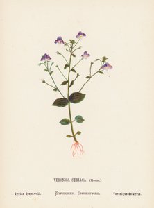 Vilde blomster i det hellige land: Veronica Syriaca, Roem; Syrian Speedwell (farvelagt kobberstik) af Hannah Zeller
