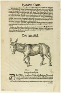 Illustration fra "Thierbuch", plade 42 fra Træsnit fra bøger fra det 16. århundrede af Hans Asper