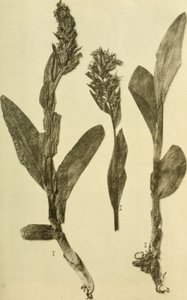 Annaler fra det K.K. Naturhistorisk Hofmuseum (1914) (18196503932) af Hans Fleischmann