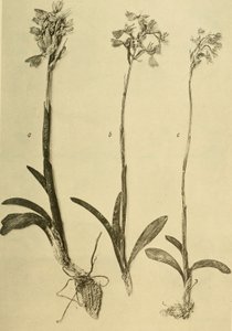 Annaler fra det K.K. Naturhistorisk Hofmuseum (1914) (18201357971) af Hans Fleischmann