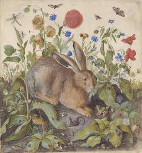 En hare blandt planter, 1582