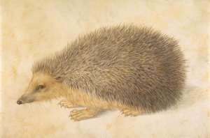 Et pindsvin Erinaceus roumanicus, før 1584.